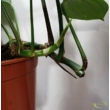 Epipremnum pinnatum Dragon Tail