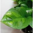 Epipremnum pinnatum Global Green