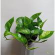 Epipremnum pinnatum Global Green