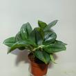 Scindapsus pictus Treubii Moonlight