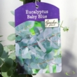 Eucalyptus pulverulenta Baby Blue
