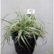 Carex oshimensis Everest