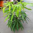 Fatsia polycarpa Green Fingers