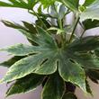 Fatsia japonica Spiders Web