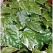 Fatsia japonica Variegata
