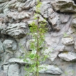 Metasequoia glyptostroboi (Mamutfenyő)