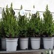 Picea glauca Conica