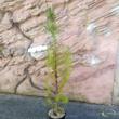 Pinus Pinea