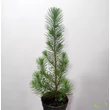 Pinus pinea Silver Crest