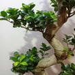 Ficus Ginseng (Ficus retusa) S forma