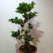 Ficus Ginseng (Ficus retusa) S forma