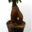 Ficus microcarpa Ginseng