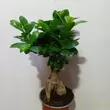 Ficus microcarpa Ginseng