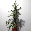 Ficus triangularis Sweetheart