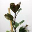 Ficus triangularis Sweetheart