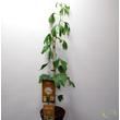 Ginkgo Biloba