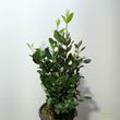 Acca sellowiana