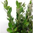 Acca sellowiana