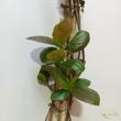 Aronia prunifolia Viking