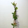 Aronia prunifolia Nero