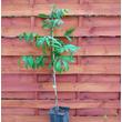 Corylus avellana / Pekándió