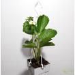 Fragaria Eve's Delight