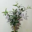 Olea europaea / Olajfa