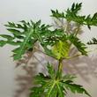 Carica papaya