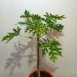 Carica papaya