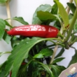 Paprika pick-&-joy(r) mild chili