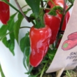 Paprika pick-&-joy(r) red pepper