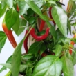 Paprika pick-&-joy(r) hot chili red