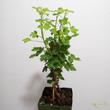 Ribes uva-crispa