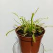 Drosera capensis