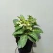 Helleborus lividus Purple Ear