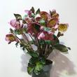 Helleborus Frostkiss® Penny's Pink