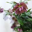 Helleborus orientalis Pretty Ellen purple