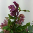Helleborus orientalis Pretty Ellen purple