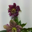 Helleborus orientalis Pretty Ellen purple
