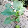 Homalomena rubescens
