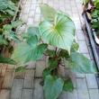 Homalomena rubescens
