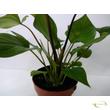 Homalomena rubescens