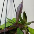 Hoya Dark Red