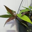 Hoya Dark Red