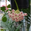 Hoya Pachyclada white