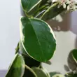 Hoya australis Albomarginata