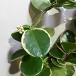 Hoya australis Albomarginata