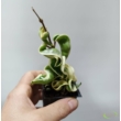 Hoya carnosa compacta Variegata