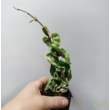 Hoya carnosa compacta Variegata