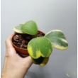 Hoya kerrii albomarginata (1 töves)